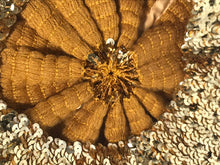 1970s Disco Gold Sequin Beret Cap
